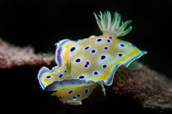 Zanzibar Scuba Diving Holiday. Nudibranch.